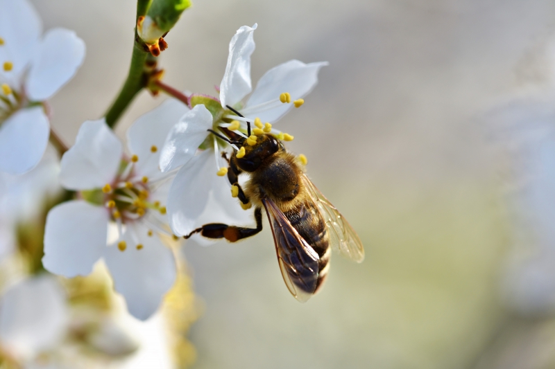 jardinerie-BRUE AURIAC-min_bee-4092986